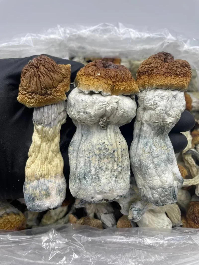 Penis envy mushrooms