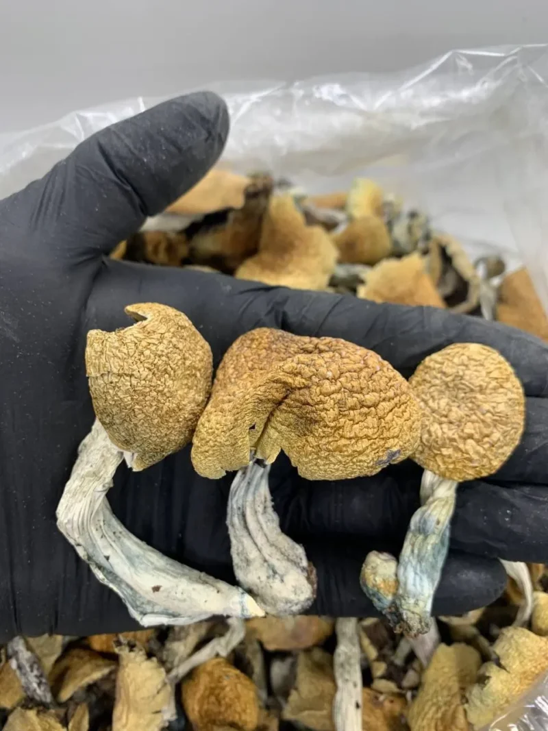 Golden Teacher Mushrooms