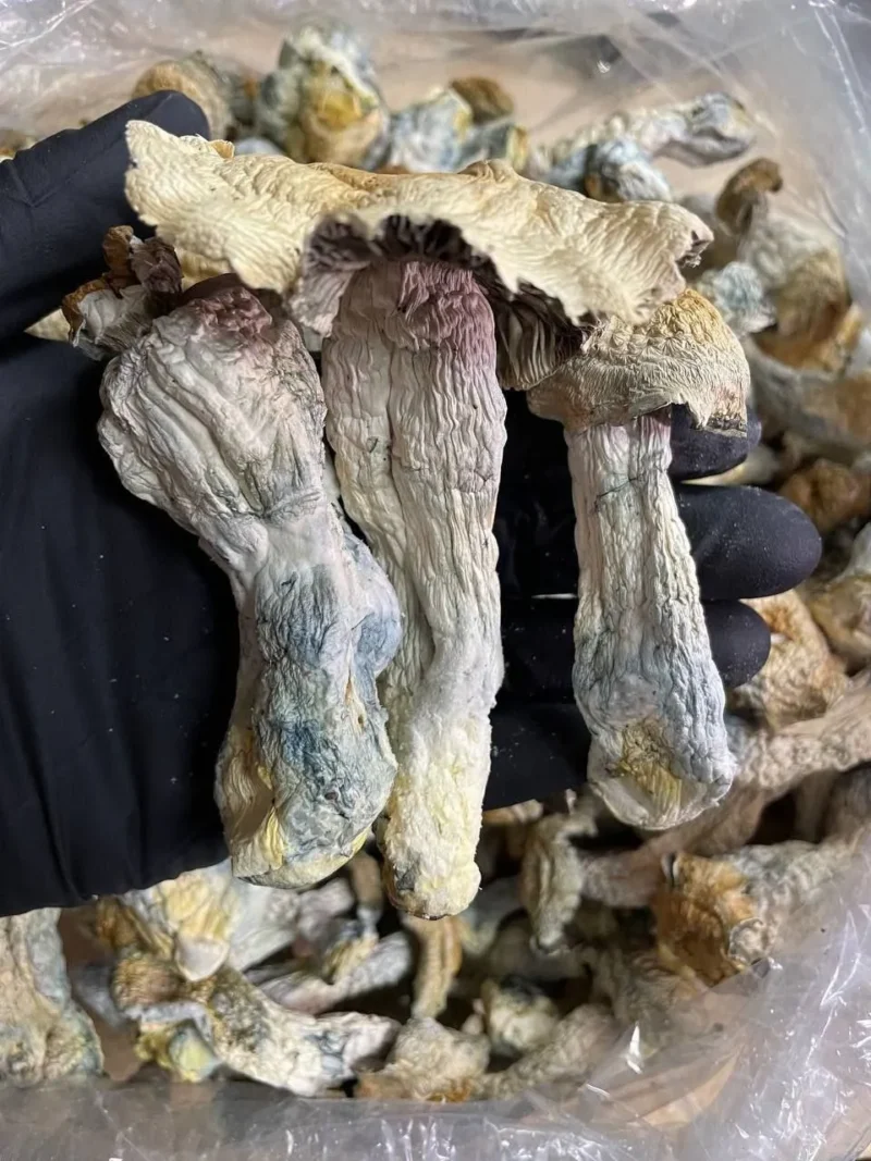 B+ Mushrooms – Bild 2