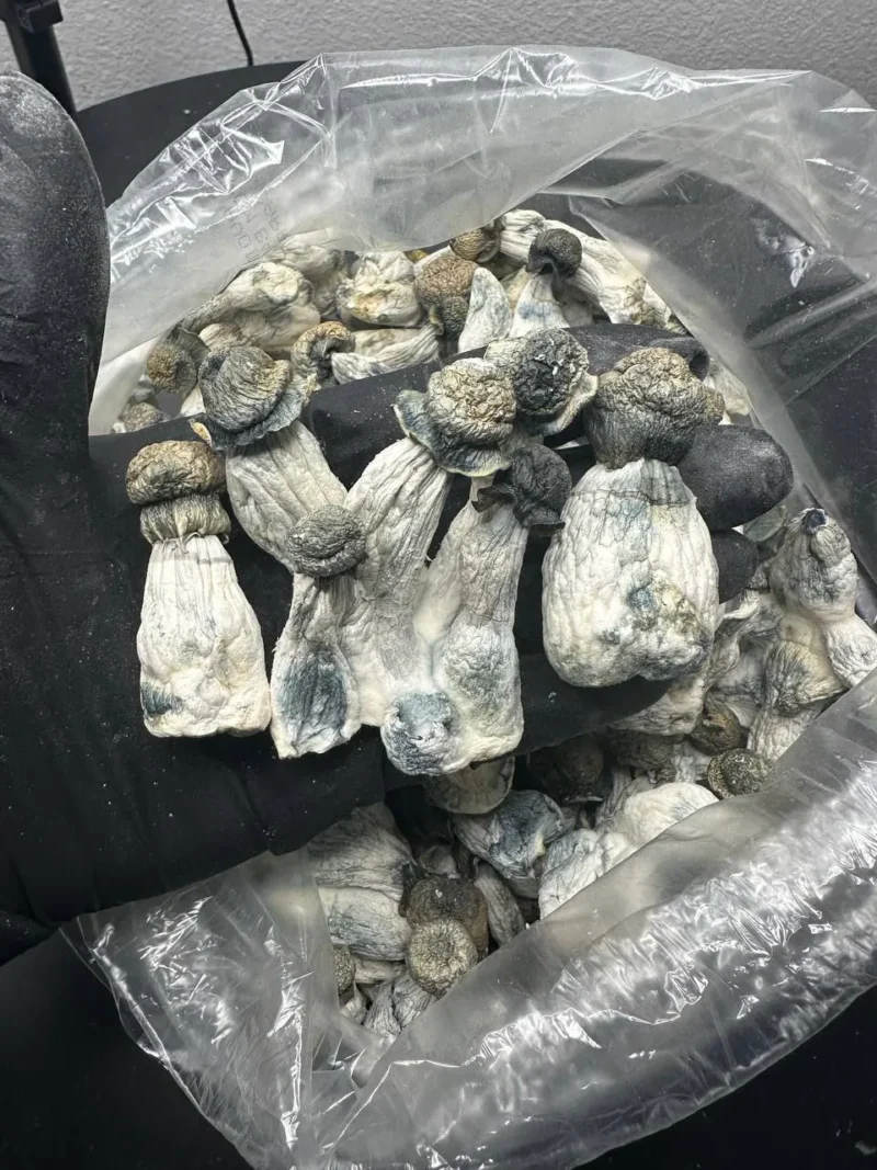 Magic Mushrooms-Albino penis – Bild 2